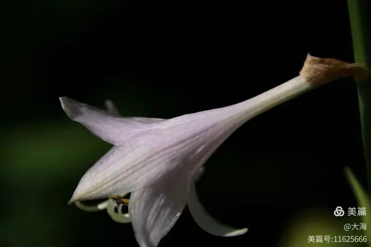 紫色玉簪花……别样的美👑 (原创)